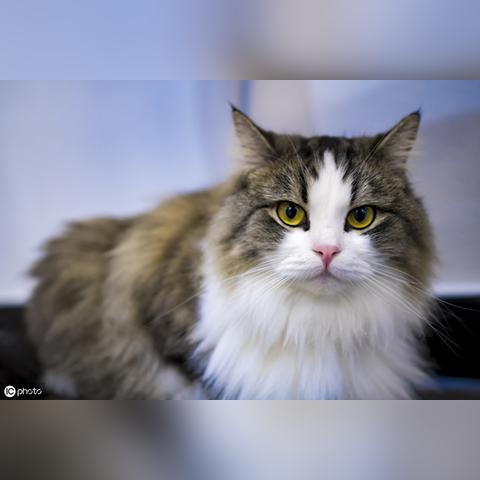 (猫玩狩猎游戏)探索猫咪打猎的无尽模式：挑战无限金币获取并与野生动物竞技
